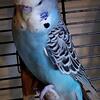 English budgie  (larger parakeet) 2025
