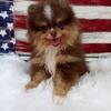 AKC Pomeranian male puppy 