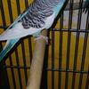 Parakeets for sale
