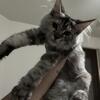 Maine coons ready today 