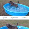 Free Male American Bully - Abkc - hard of hearing/deaf (3 years old)