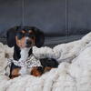 Louie- Sweet Dachshund boy  