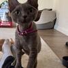 Female Devon Rex 