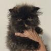 Tortie Persian 
