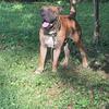 Presa Canario/Pittbull mix looking for home