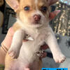 5 merle chihuahua puppies available!