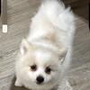 Beautiful ACA purebred Pomeranian puppy