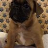 Adorable AKC French Bulldog puppies 
