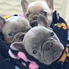 French bulldog puppies