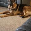 12 month old German Shephard DDR AKC