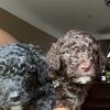 Standard size Goldendoodle puppy