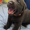 AKC chocolate labs