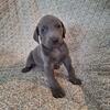 Female weimaraner