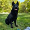 Proven AKC/UKC German Shepherd Stud