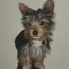 Yorkie puppies