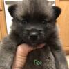 AKC Norwegian Elkhound Puppies 