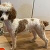 Standard Poodle - Rehoming 