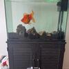 Huge Fantail Goldfish 