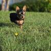 Yorkie