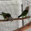 Cape parrots