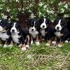 Beautiful, AKC Registered Greater Swiss Mountain Dog Puppies