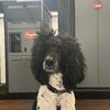 AKC standard parti poodle FOR SALE