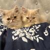 Pure bred Persian $1200