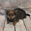 Yorkipom puppies for sale at wrennspuppies.com