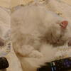 Persian Kittens White  from a home and not cattery.
