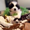 Saint Bernard puppies