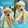 AKC Golden Retriever - Champion Bloodlines