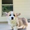 Gorgeous AKC Pembroke Welsh Corgis Available 9897630132