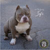 Pocket Bully available