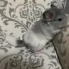 Baby Mosaic Chinchilla 10 weeks old