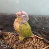 Pineapple conure 