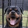 German Rottweiler 