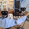 Stunning Miniature Schnauzer Puppies - Ready Now!