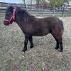 6month blk mini colt