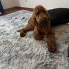 Rosie F1B Goldendoodle