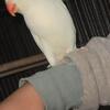 Albino Indian ring neck parrot! 