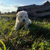 Great Pyrenees Puppies - Rolling Sunsets
