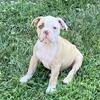 olde english bulldogge females