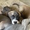 3 xl bully pupppies need forever homes 