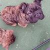 Big rope nose fluffy Frenchie stud $850 