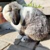 Blue Eyed Holland Lop