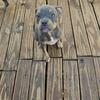 Blue tri american bully puppies