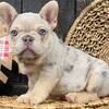 (100% Purebred) French Bulldog Puppies