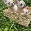 Fluffy French bulldogs