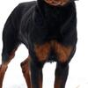 Rottweiler puppy 