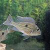 5 Geophagus Sveni. 3.5-4 inches. 